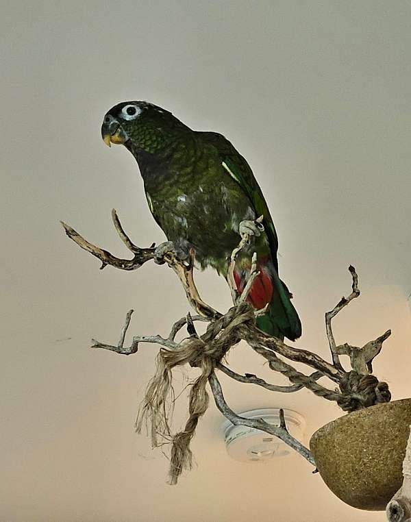 male-female-pionus-parrots-for-sale