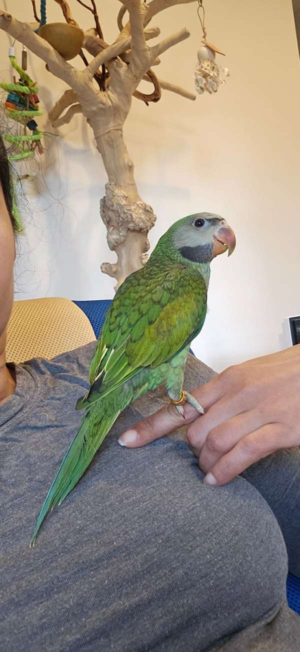 parakeet-for-sale