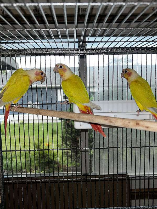 green-cheek-conure-for-sale
