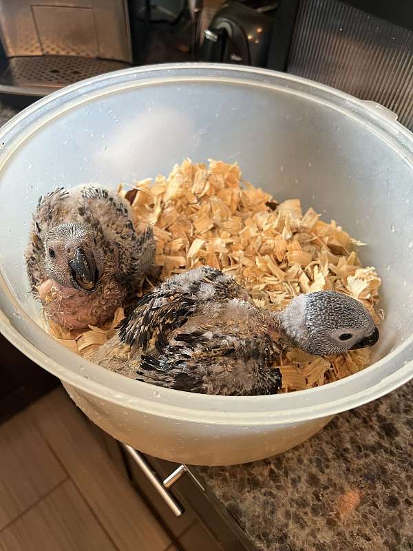 african-grey-parrot-for-sale