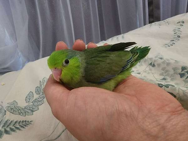 parrotlet-for-sale-in-minnesota