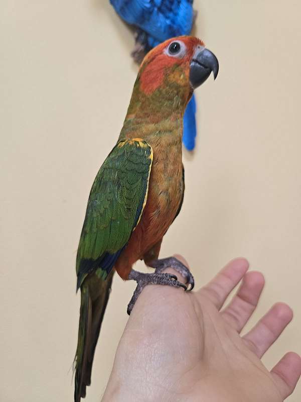 mixed-conure-sun-conure-for-sale
