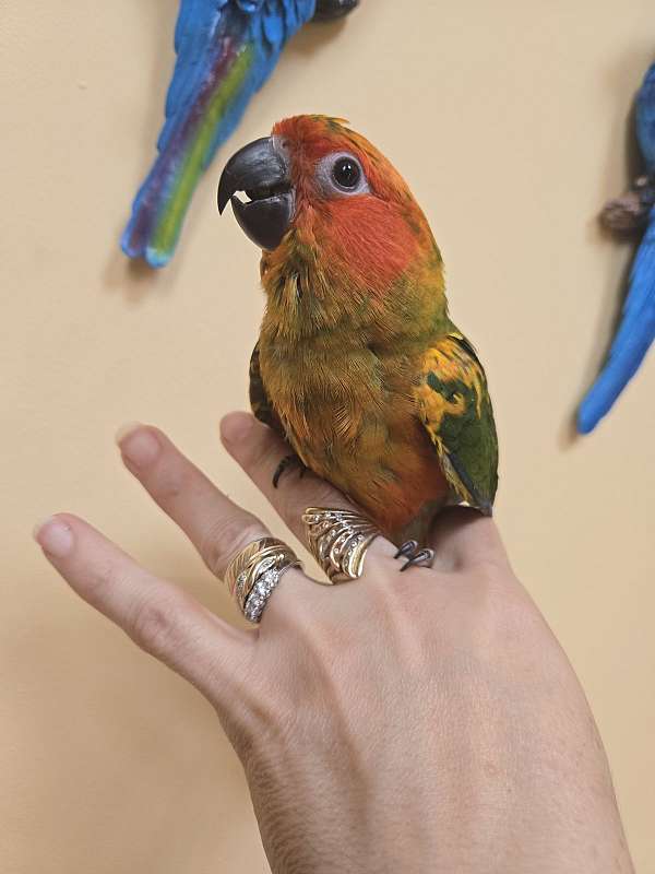 sun-conure-for-sale