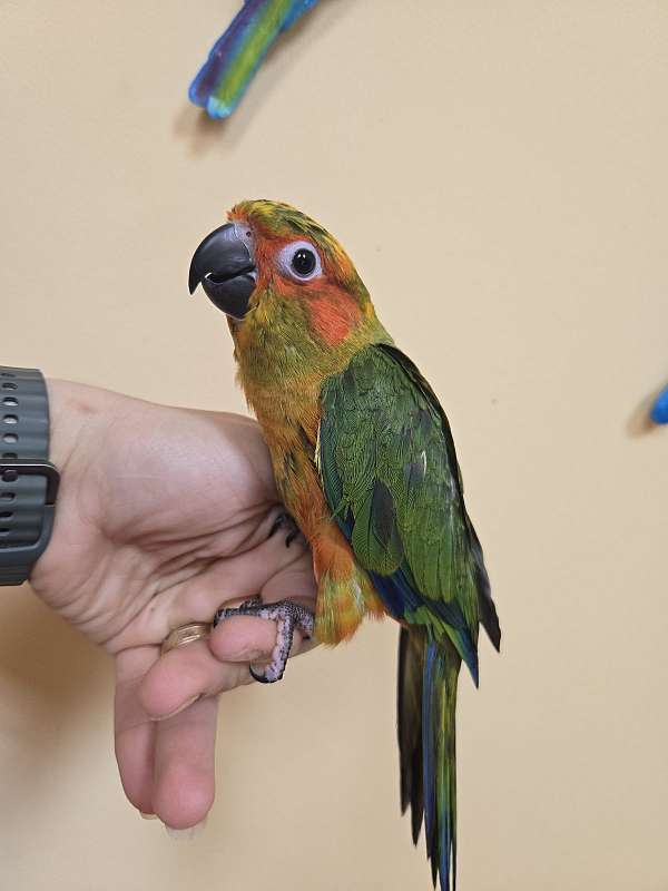 conure-for-sale