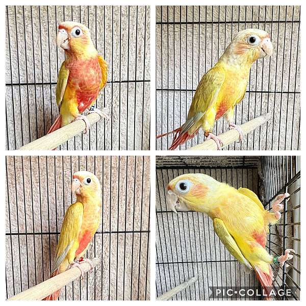 conure-for-sale