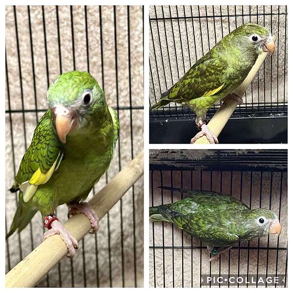 parakeet-for-sale