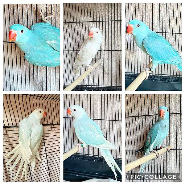 parrot-for-sale