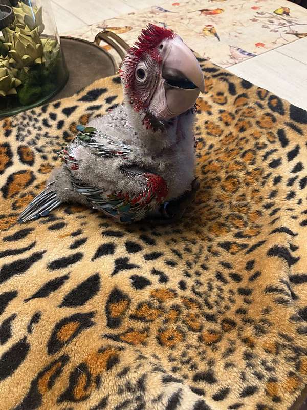 macaw-for-sale
