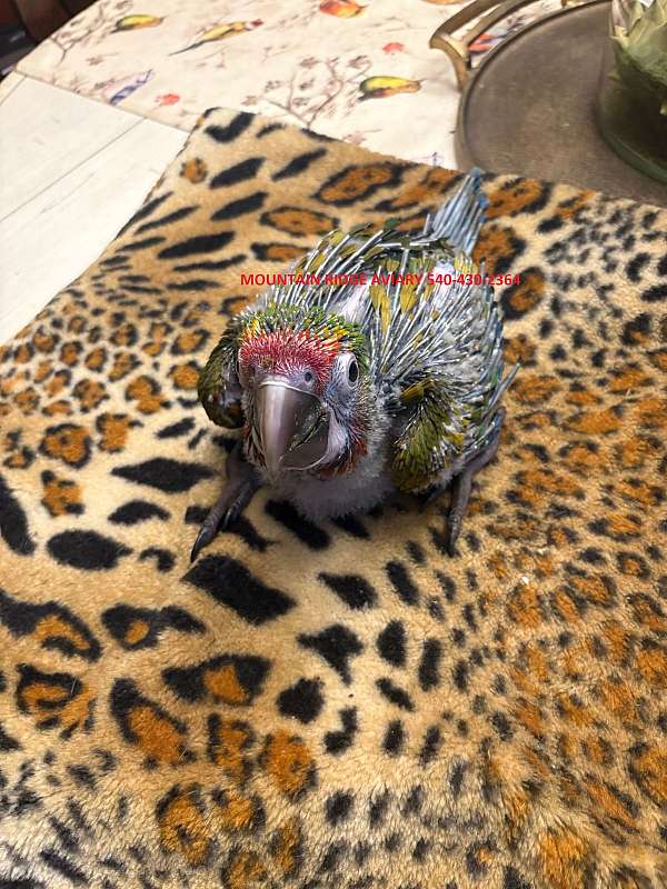 macaw-for-sale