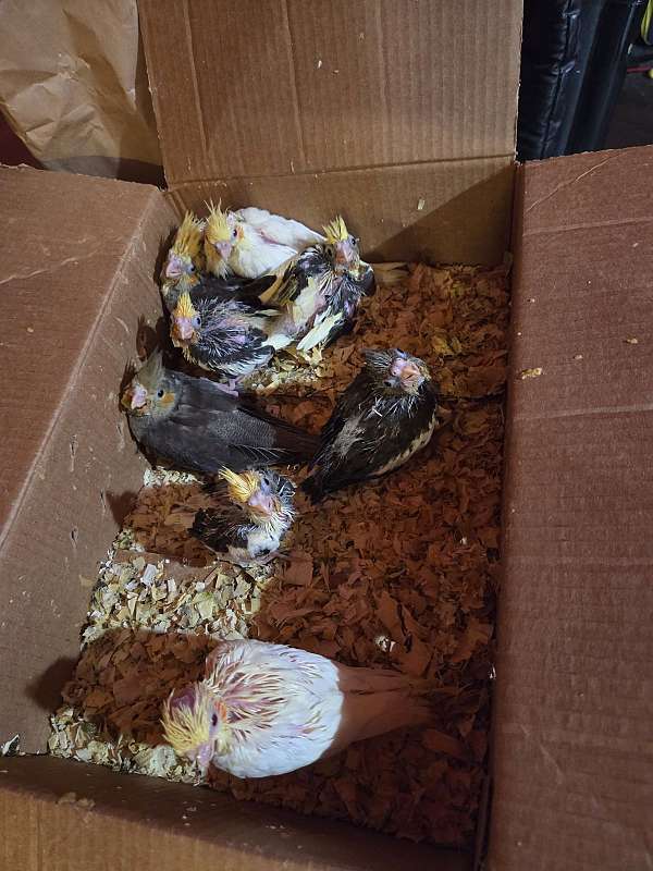 cockatiel-for-sale