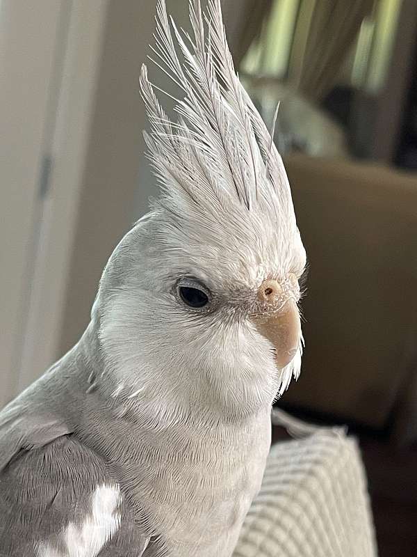 medium-bird-for-sale-in-granbury-tx