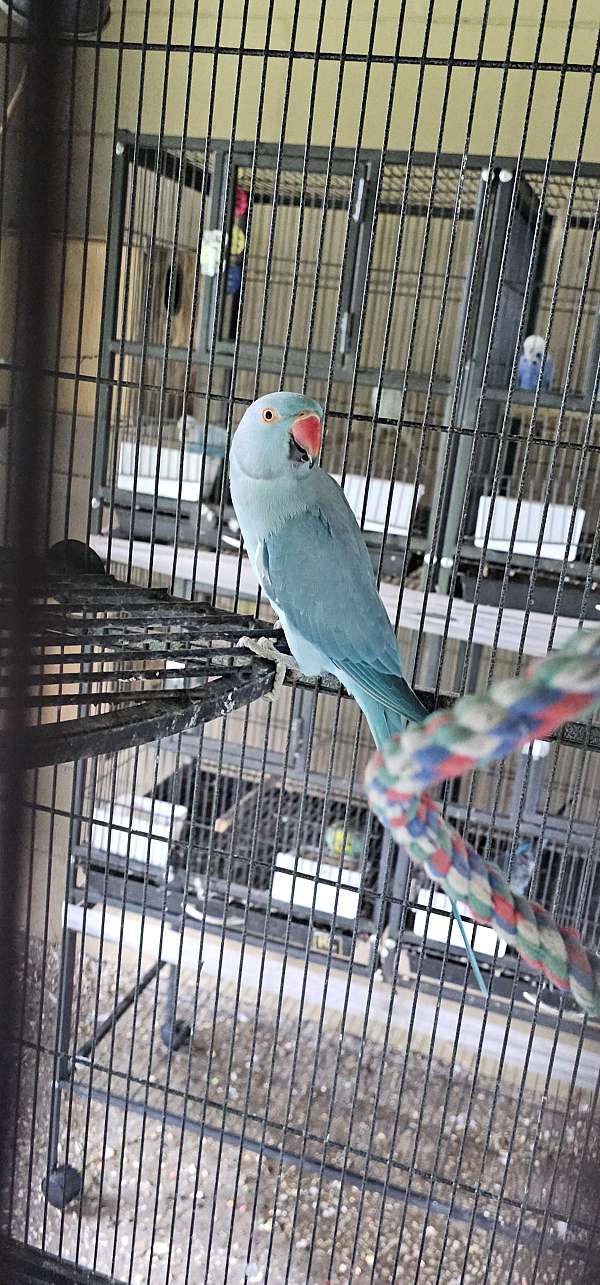ringneck-parakeet-for-sale