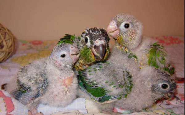 green-red-bird-for-sale-in-walland-tn