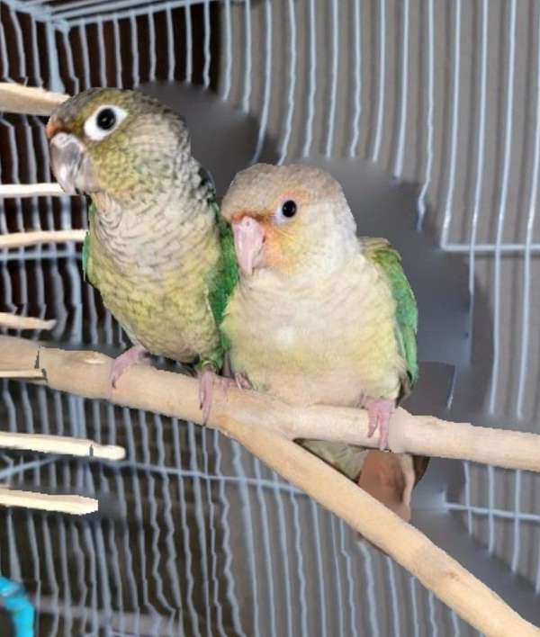 green-cheek-conure-for-sale-in-mulberry-fl