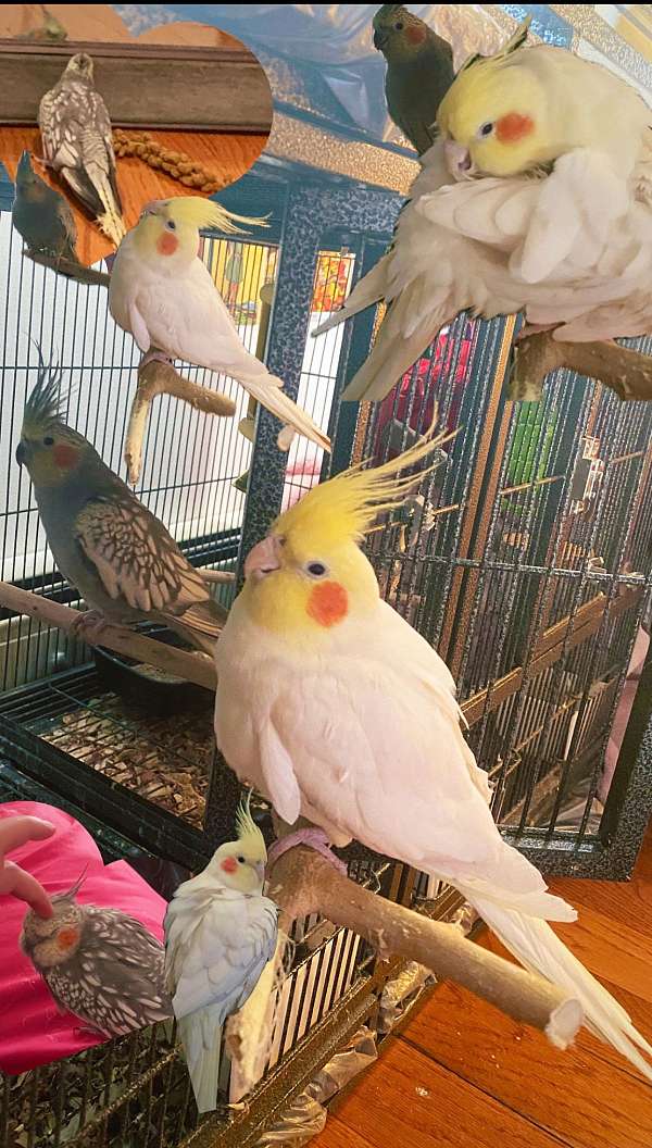 cockatiel-for-sale-in-elizabeth-nj