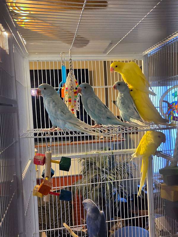 blue-cobalt-bird-for-sale-in-long-beach-ca