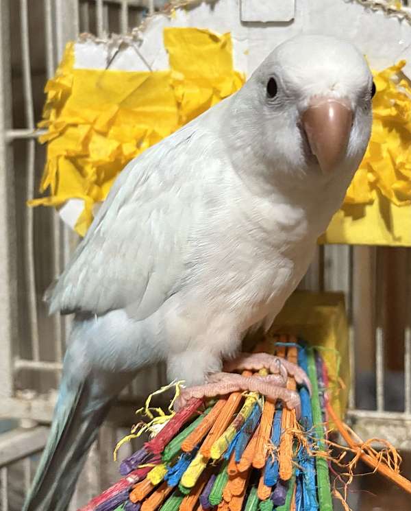 quaker-parrots-for-sale