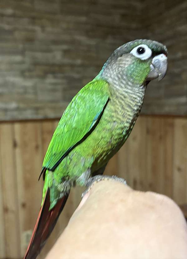 green-bird-for-sale-in-mt-airy-nc