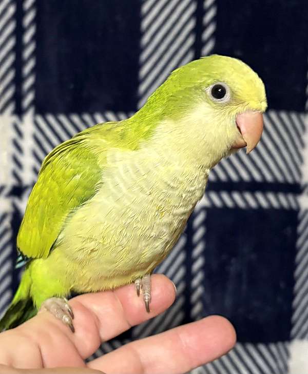 quaker-parrots-for-sale