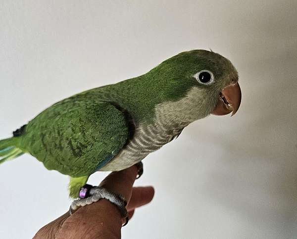 quaker-parrots-for-sale