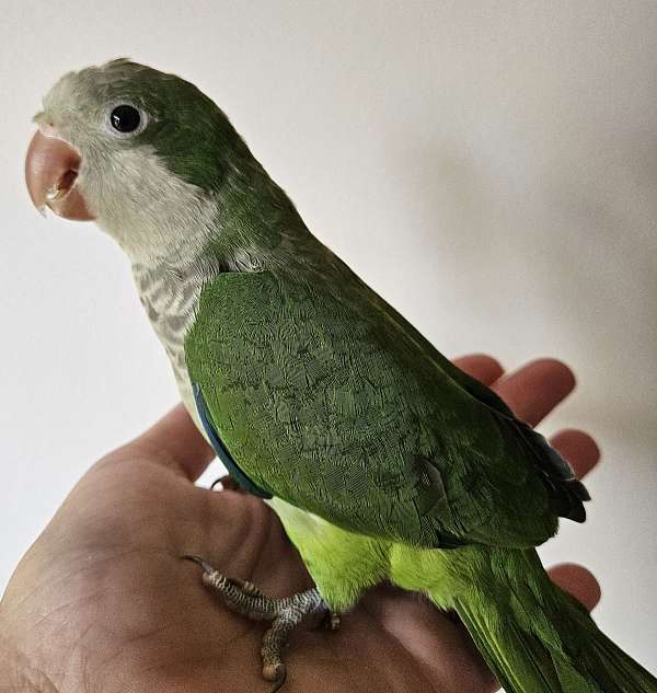 quaker-parrots-for-sale