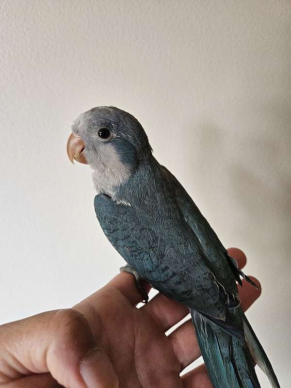 quaker-parrots-for-sale