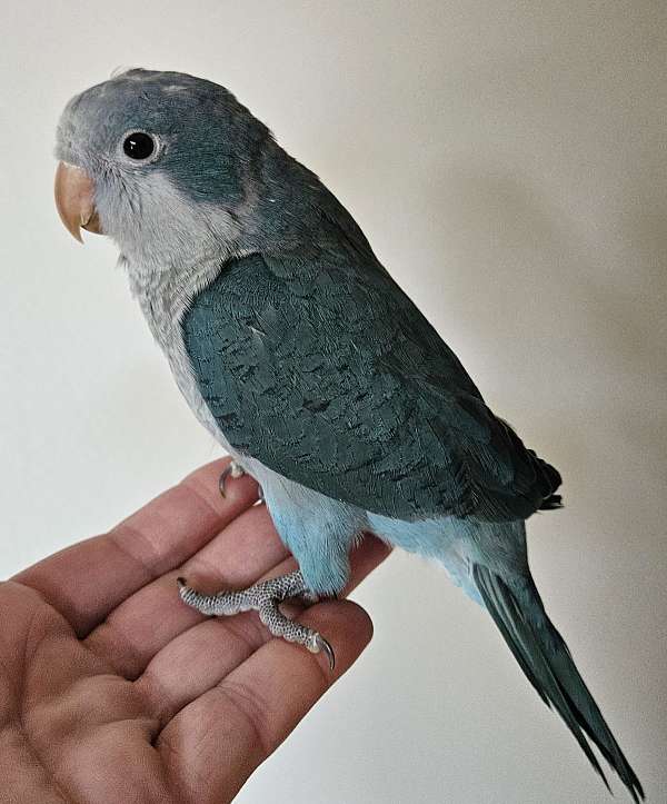 quaker-parrots-for-sale