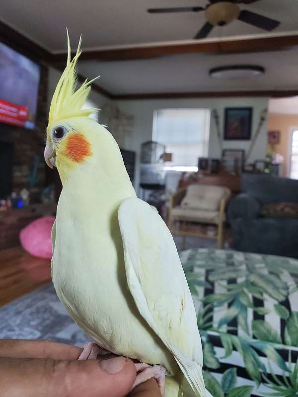 cockatiel-for-sale