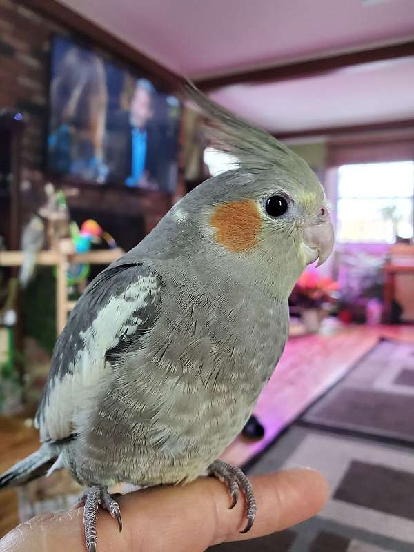 cockatiel-for-sale