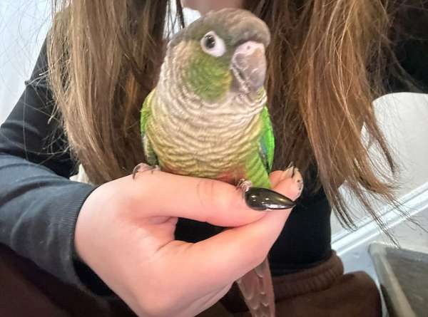 green-cheek-conure-for-sale-in-herndon-va