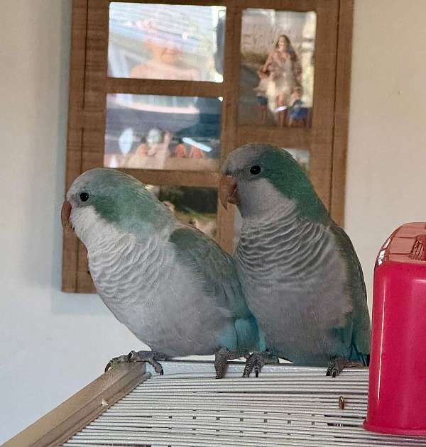 quaker-parrots-for-sale-in-edinburg-va