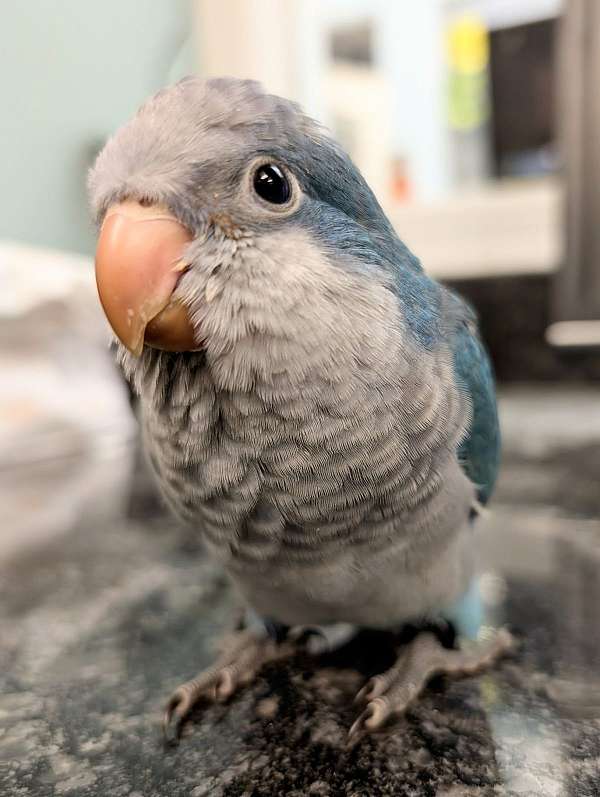 quaker-parrots-for-sale