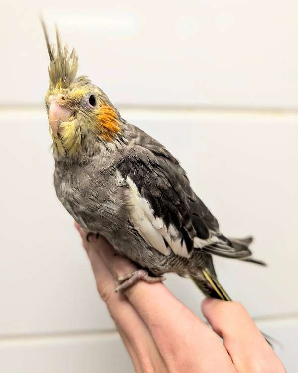 cockatiel-for-sale