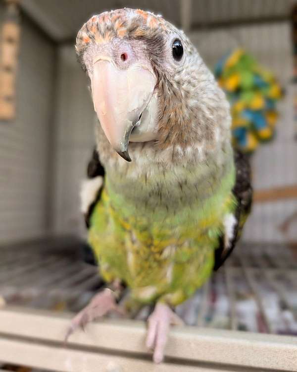 poicephalus-parrots-for-sale