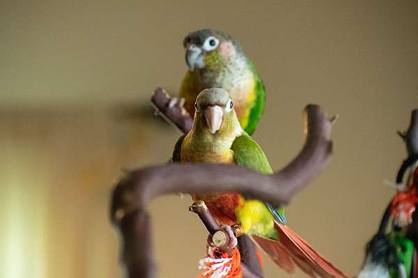 medium-bird-for-sale-in-springfield-va