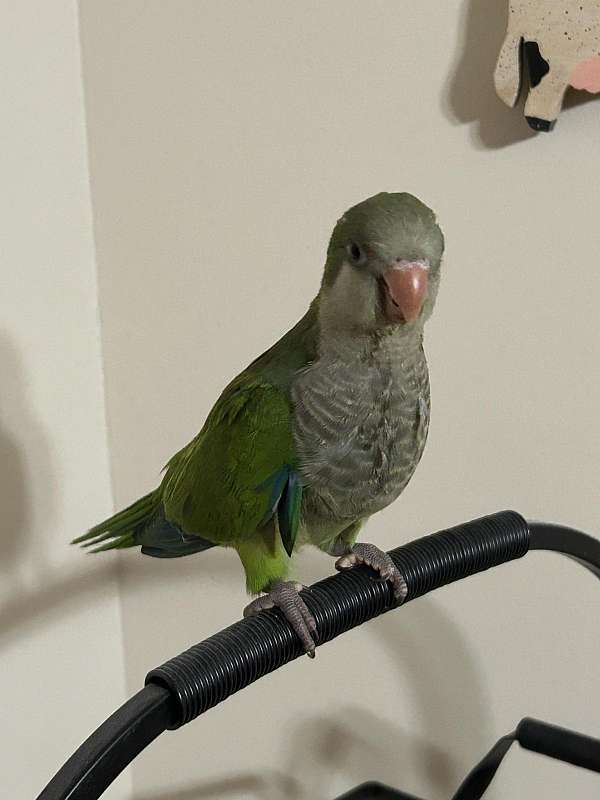 quaker-parrots-for-sale