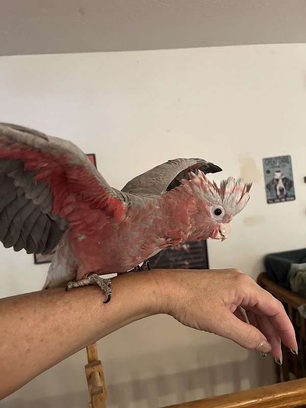 rose-bird-for-sale-in-layton-ut