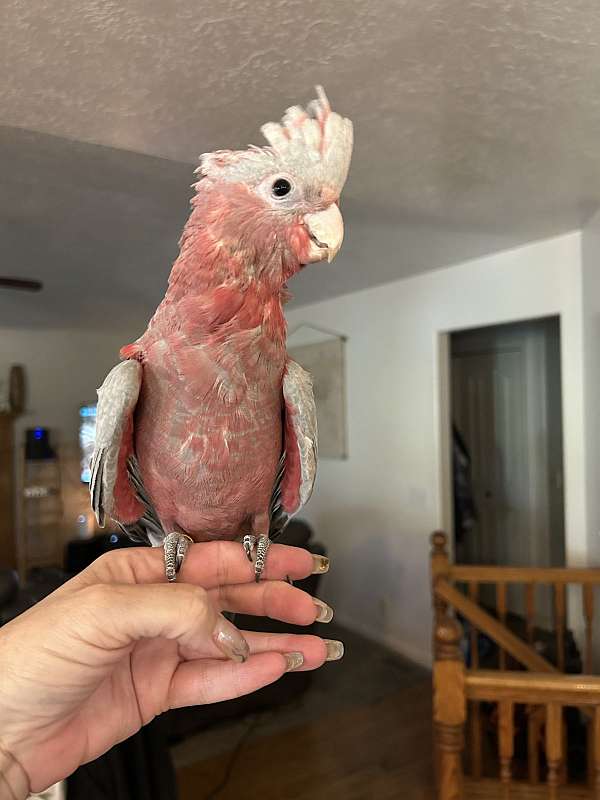 rose-breasted-cockatoo-for-sale