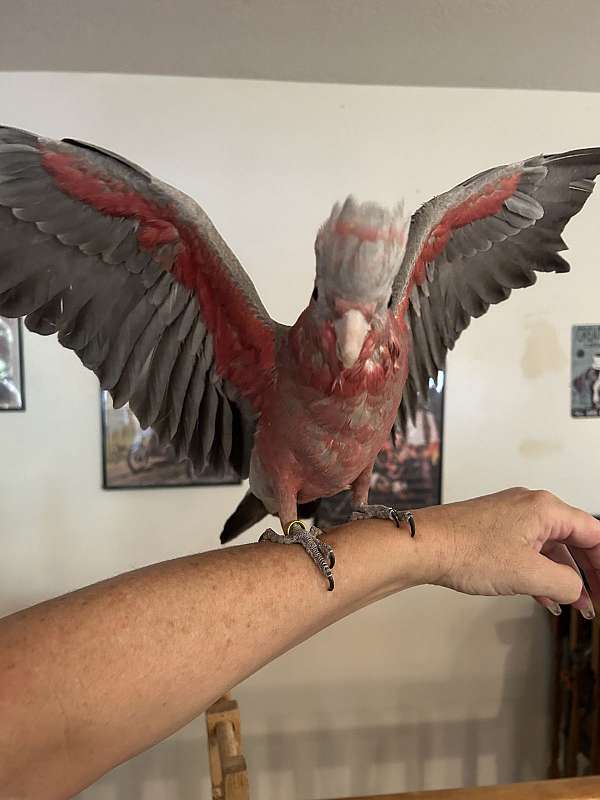 bird-for-sale-in-layton-ut