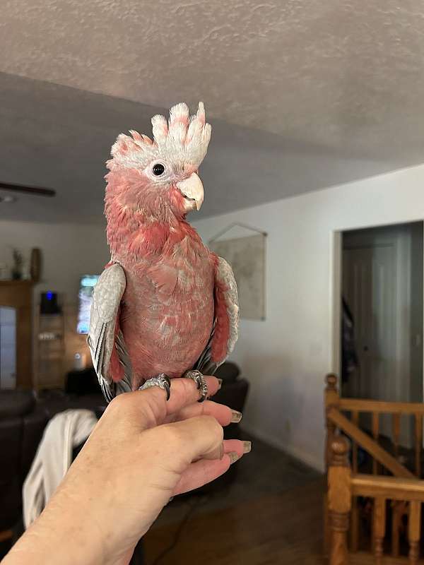 baby-bird