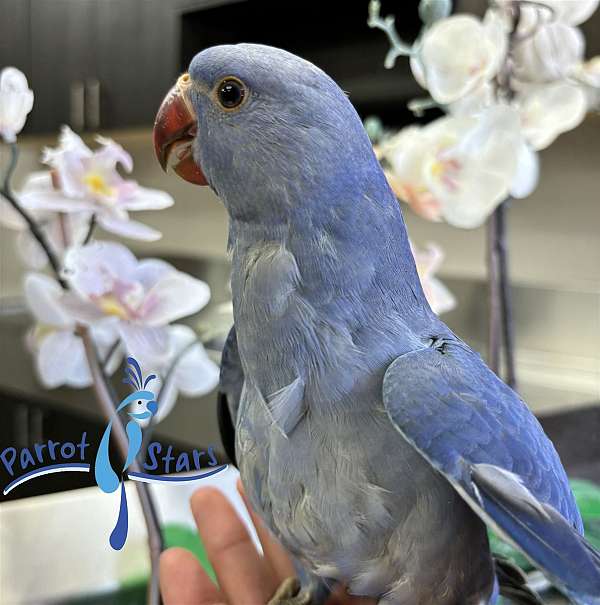 ringneck-parakeet-for-sale