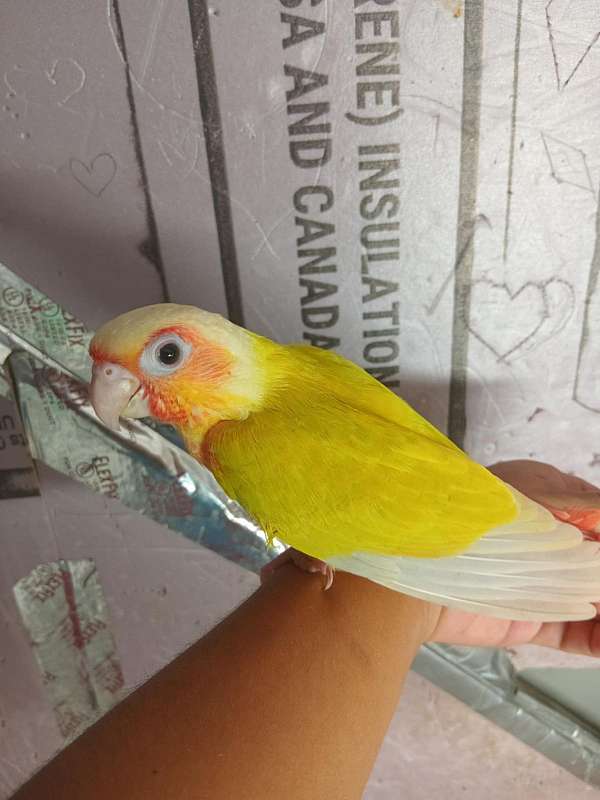 green-cheek-conure-for-sale
