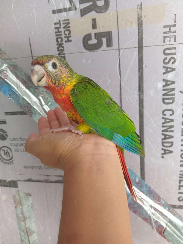 green-cheek-conure-for-sale
