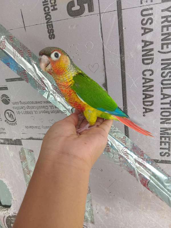 green-cheek-conure-for-sale