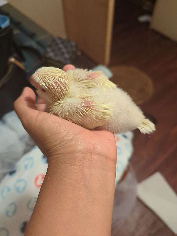 quaker-parrots-for-sale