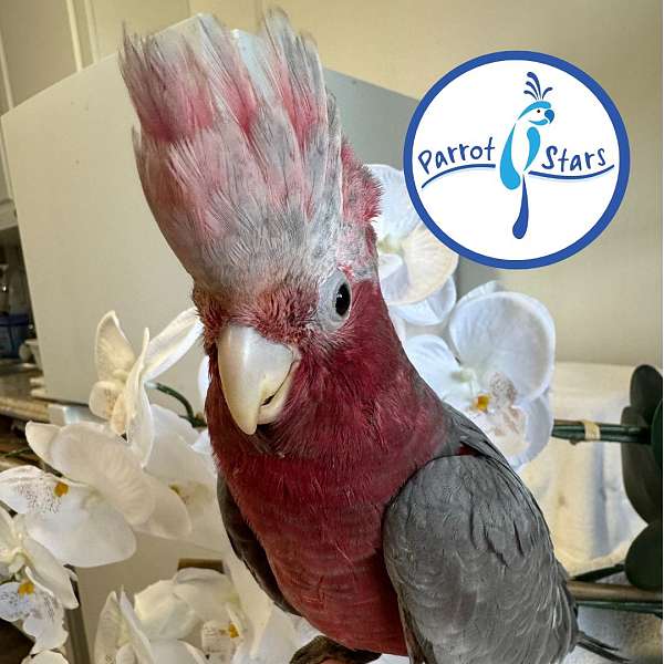 rose-breasted-cockatoo-for-sale