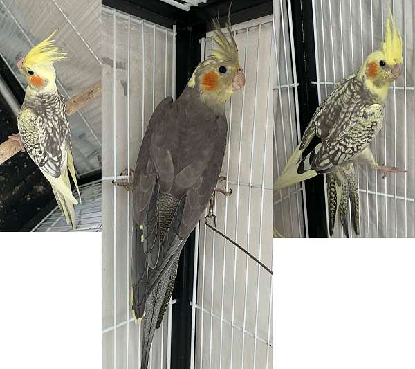 black-yellow-bird-for-sale-in-staten-island-ny