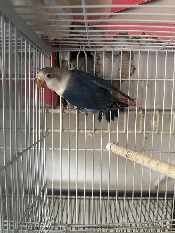 fischers-lovebird-for-sale