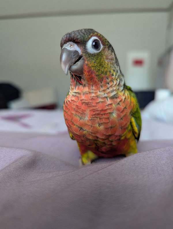 baby-bird-for-sale-in-shepherdsville-ky