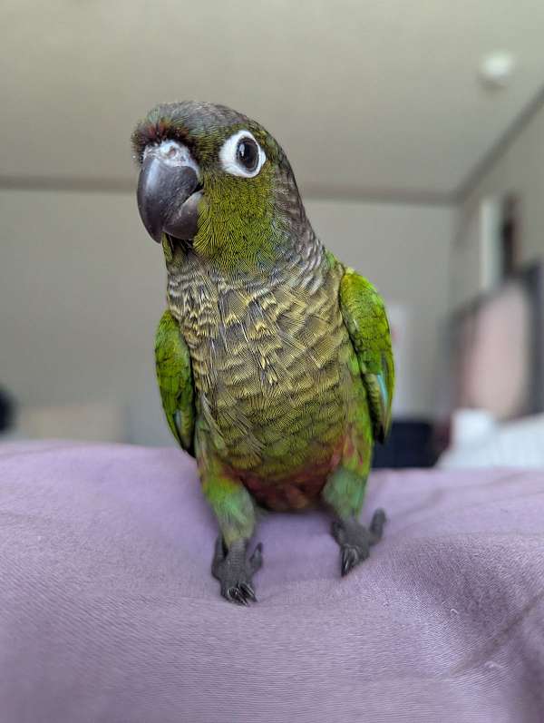 green-bird-for-sale-in-shepherdsville-ky